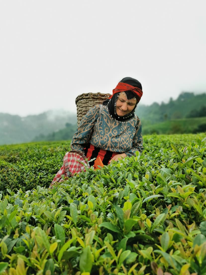 Jak krew zająca - opowieść o tureckiej herbacie preview