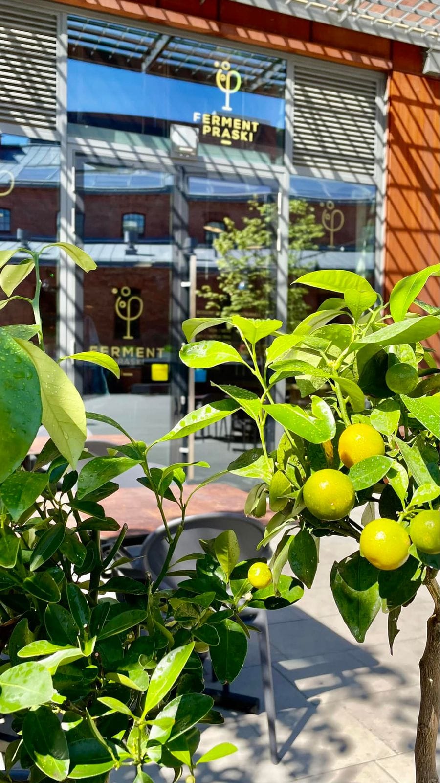 Ferment Praski Koneser